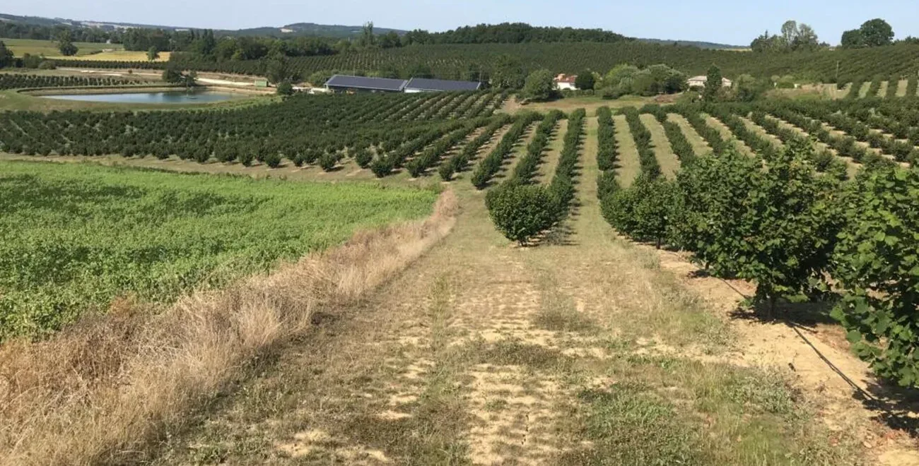 Ferme Martinet at Monclar: hazel orchard rows on the right, a soybean field on the left, the farm reservoir and buildings behind.