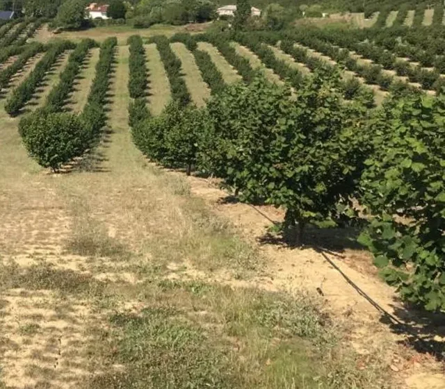 Rows of hazel trees with drip irrigation, Ferme Martinet.