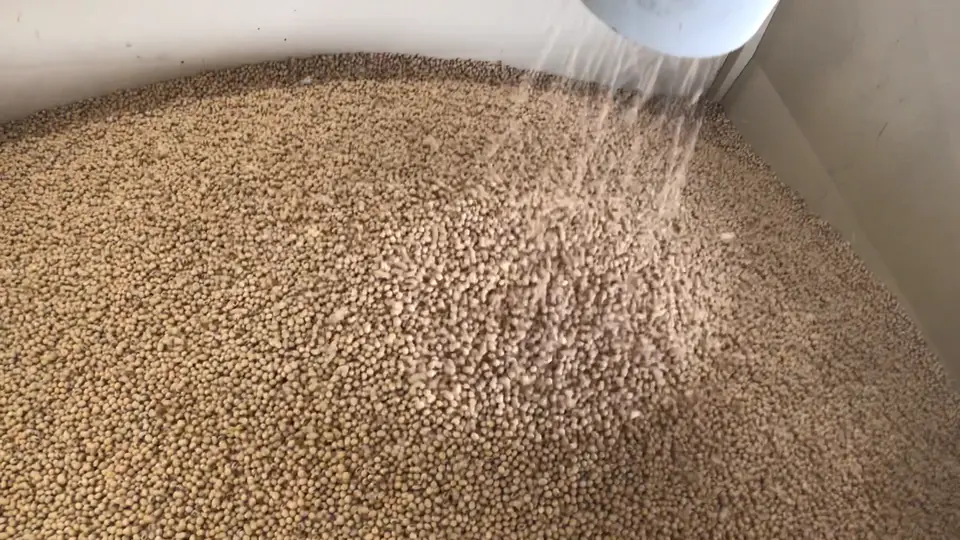 Video: soybeans falling from a spout into a bin, then a close-up of the beans.