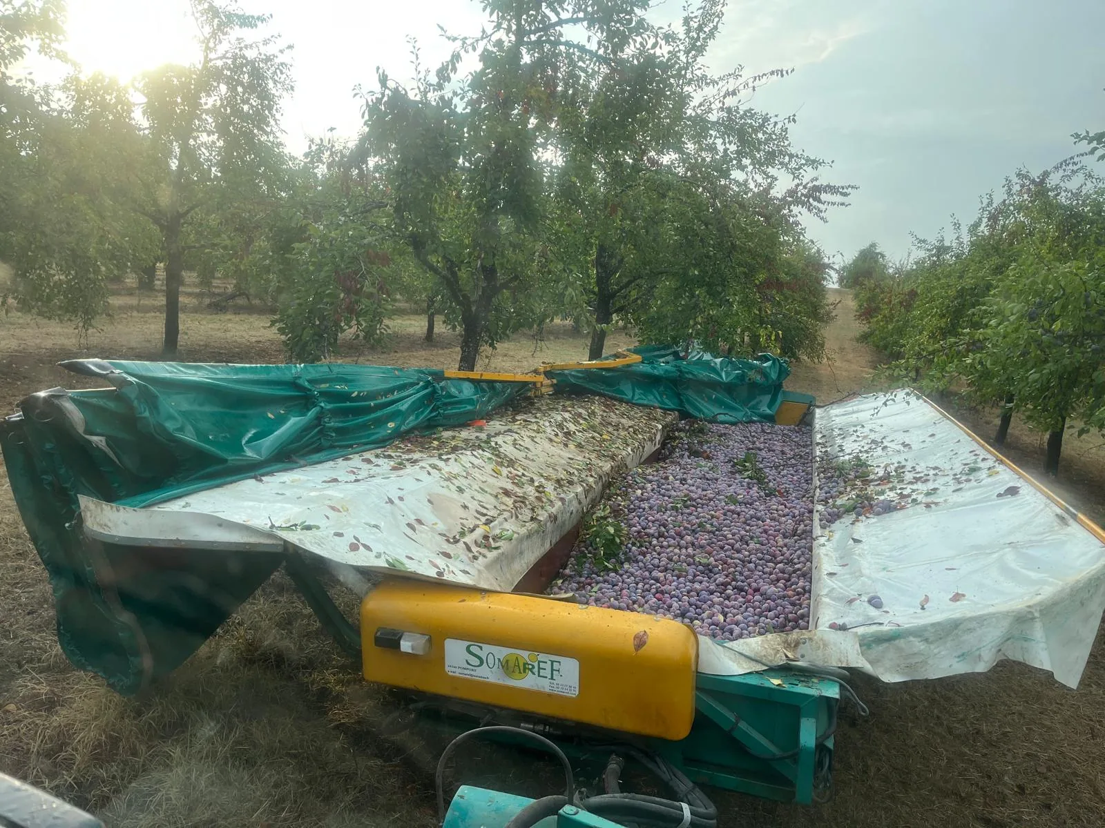 Harvesting equipment filled with fresh fruit for Agen prunes in the orchard.
