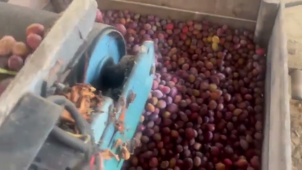 Video of fresh fruit for Agen prunes moving through harvesting equipment.