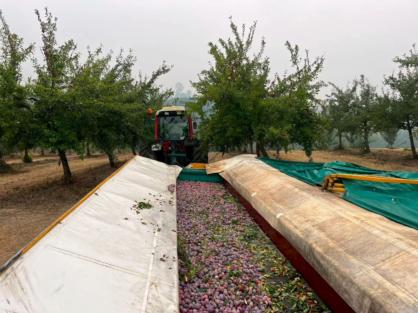 Fresh fruit for Agen prunes collected inside harvesting equipment in the orchard.