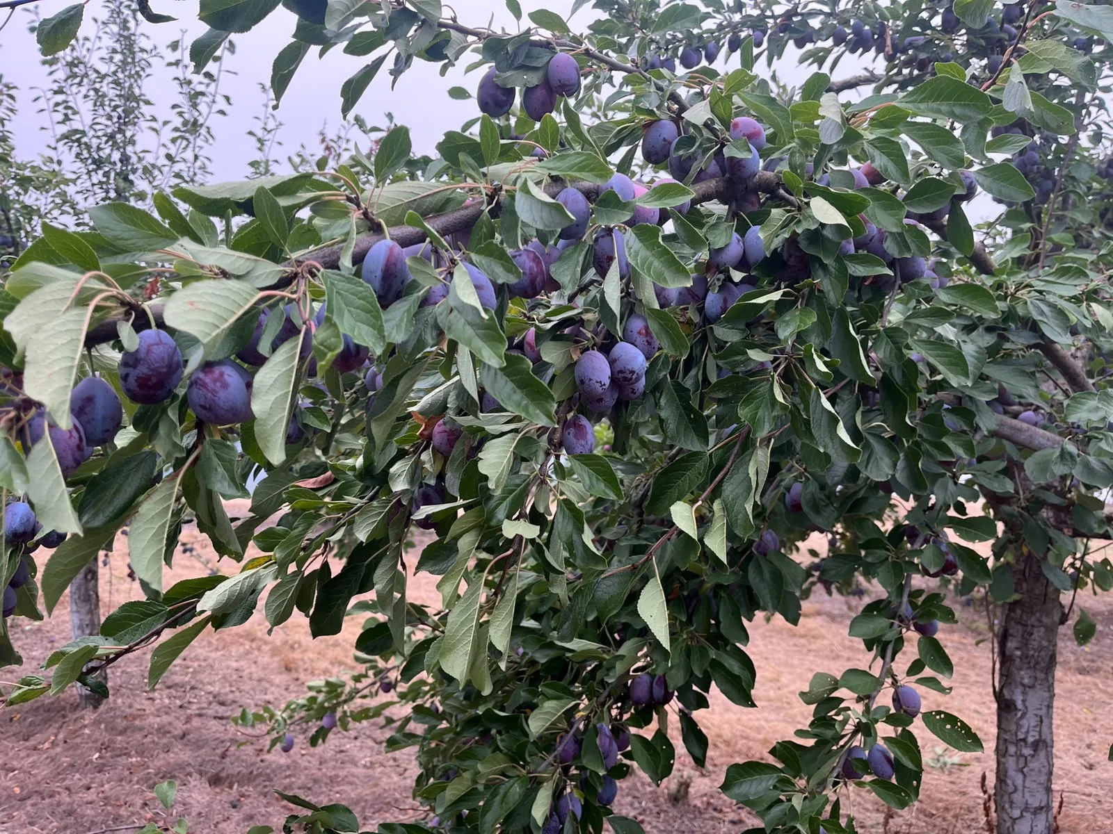 Close view of ripe fruit for Agen prunes, still attached to the branches.