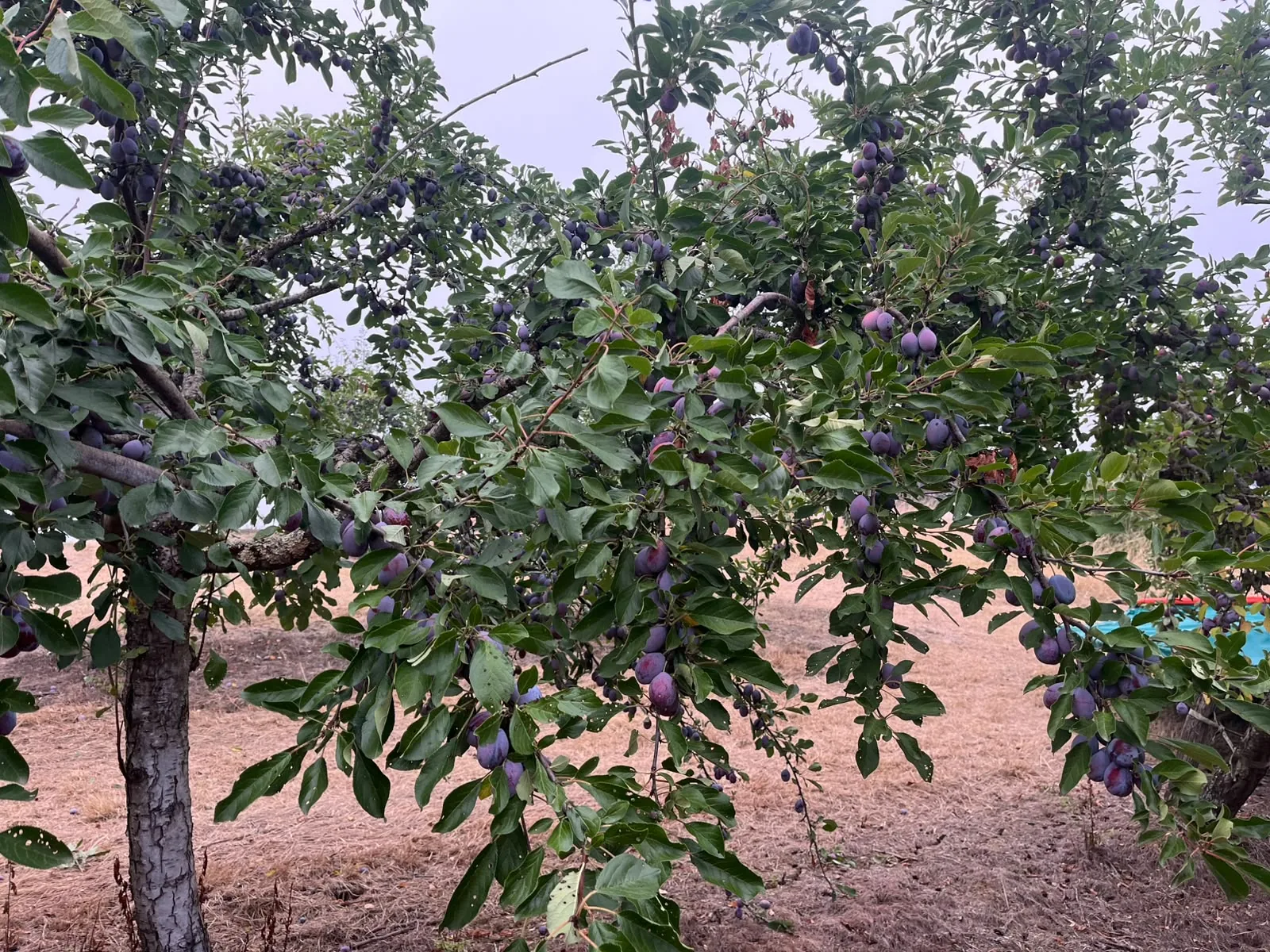 Tree carrying abundant ripe fruit for Agen prunes in the Casseneuil orchard.