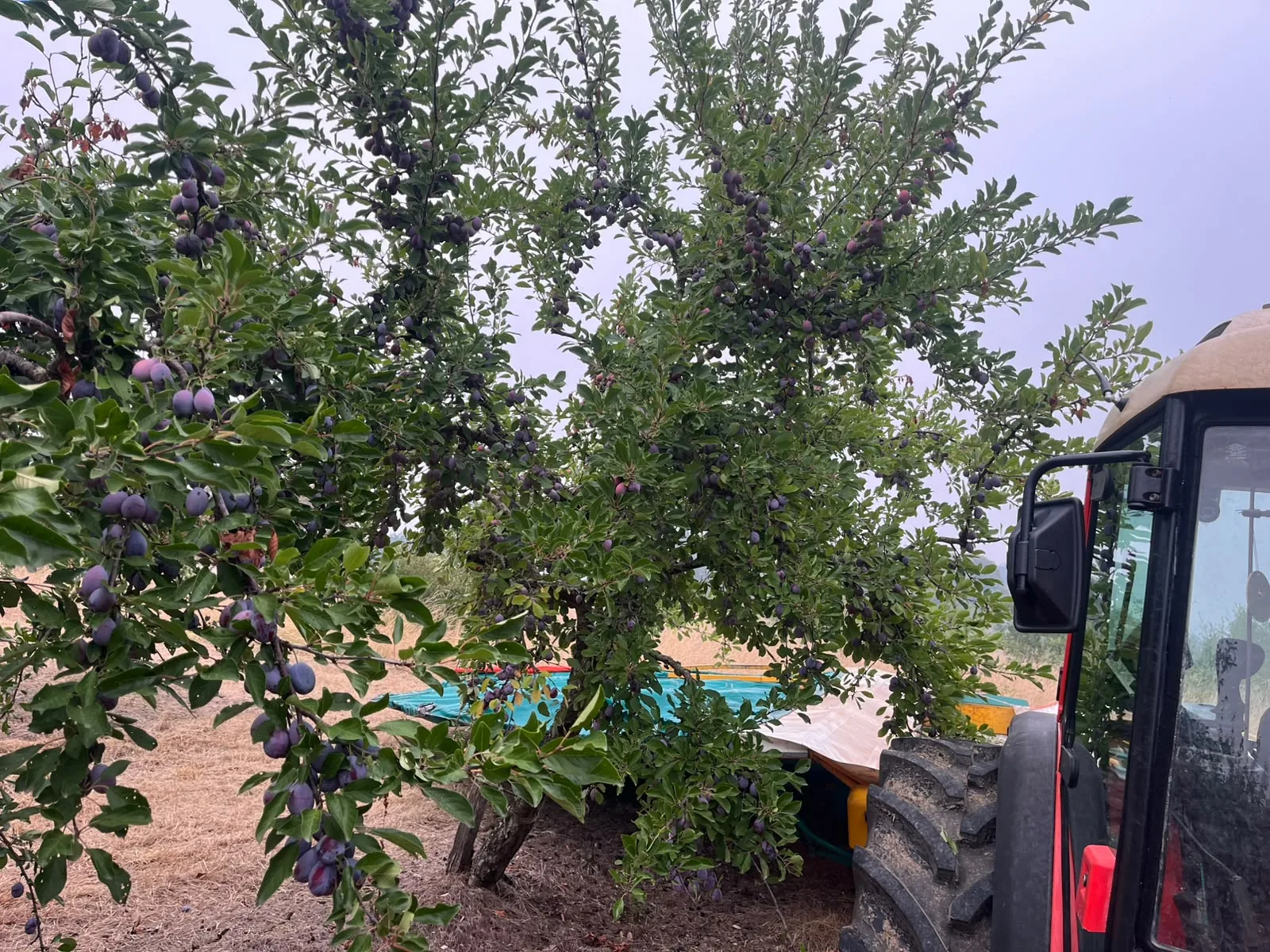 Tree laden with fruit for Agen prunes, in front of a tractor and harvesting equipment.