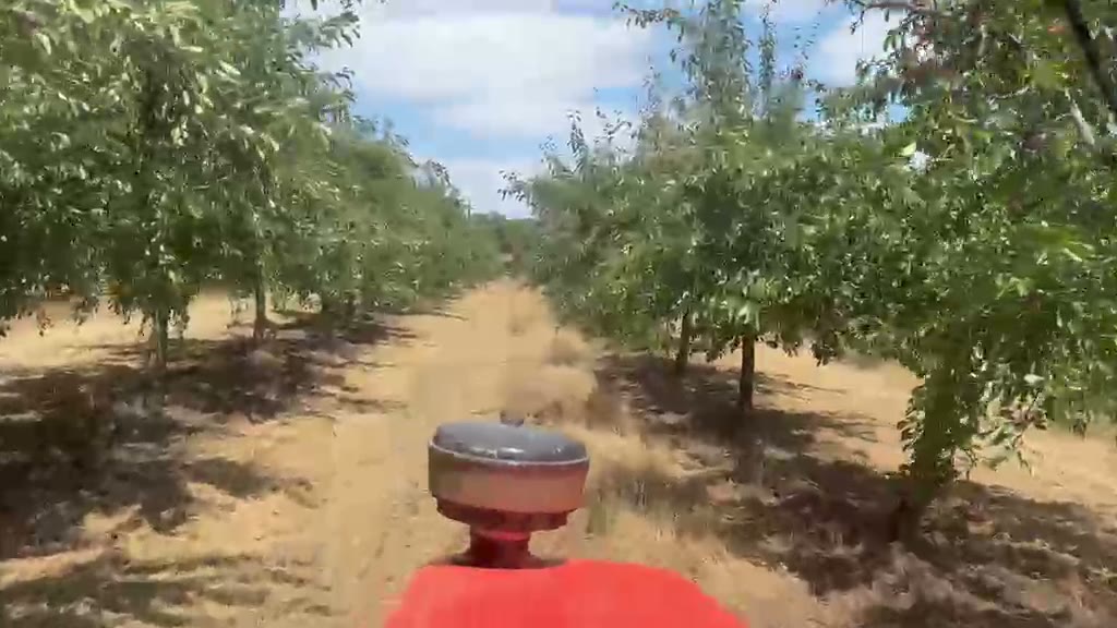 Between the rows of the orchard for Agen prune production