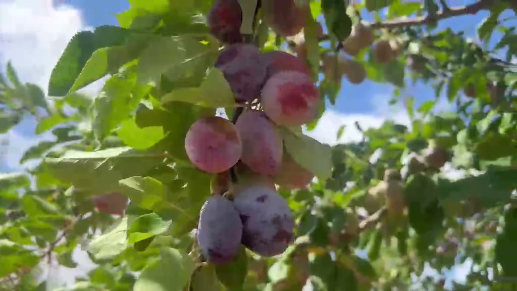 Walk through the Casseneuil orchard