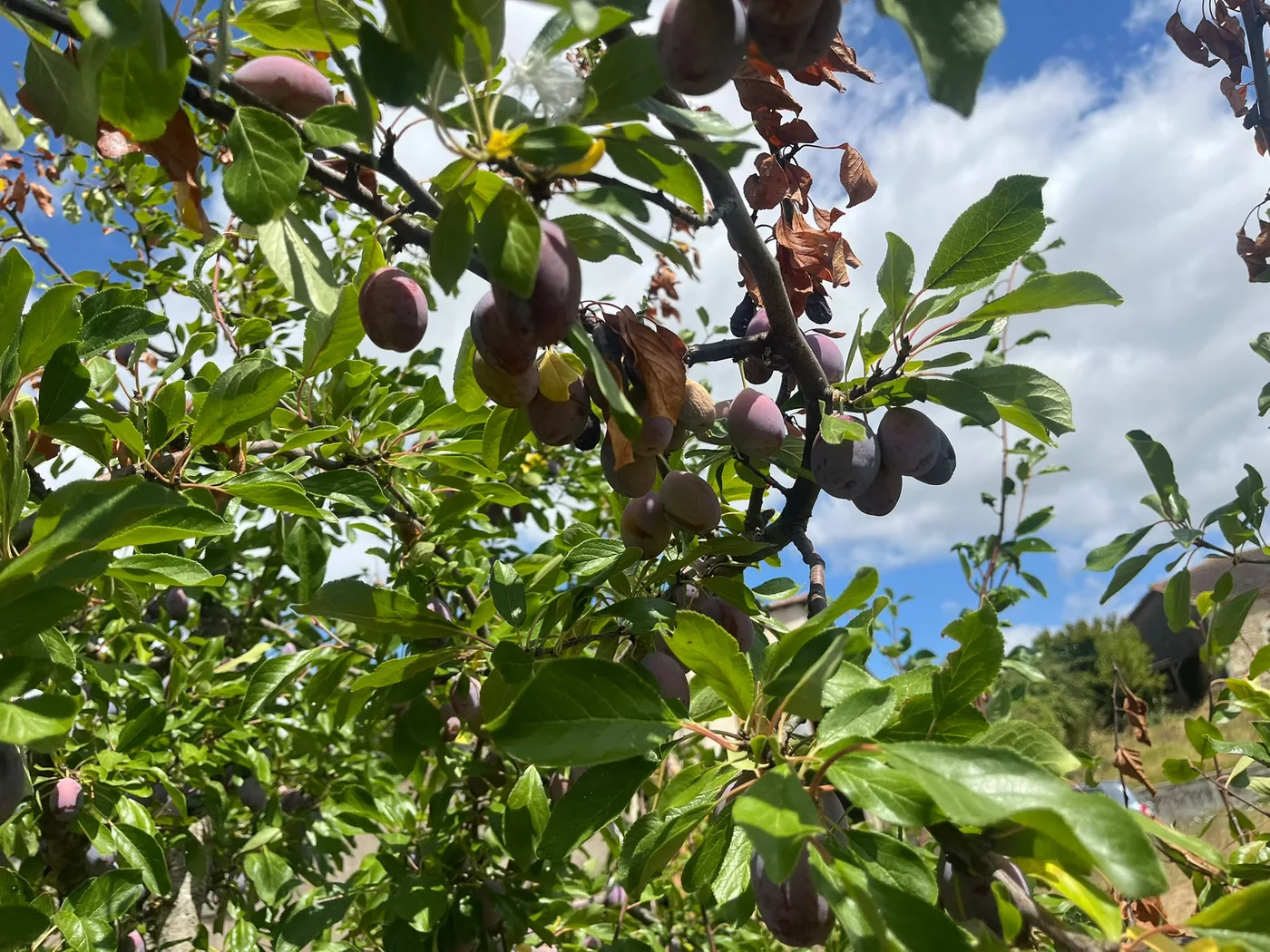 Branch carrying fresh fruit before harvest for Agen prune production.