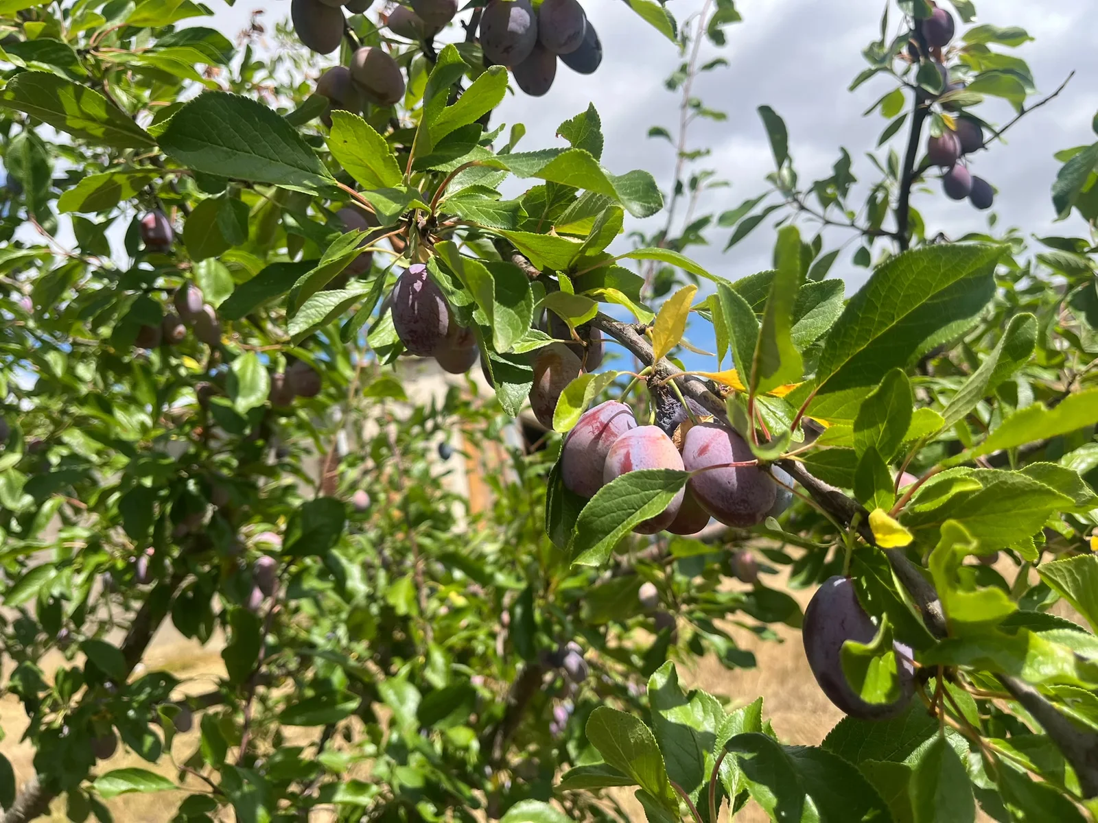 Fresh fruit on trees in the Casseneuil orchard, destined for Agen prune production.