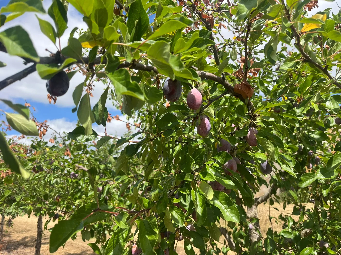 Fresh fruit on trees in the Casseneuil orchard, destined for Agen prune production.