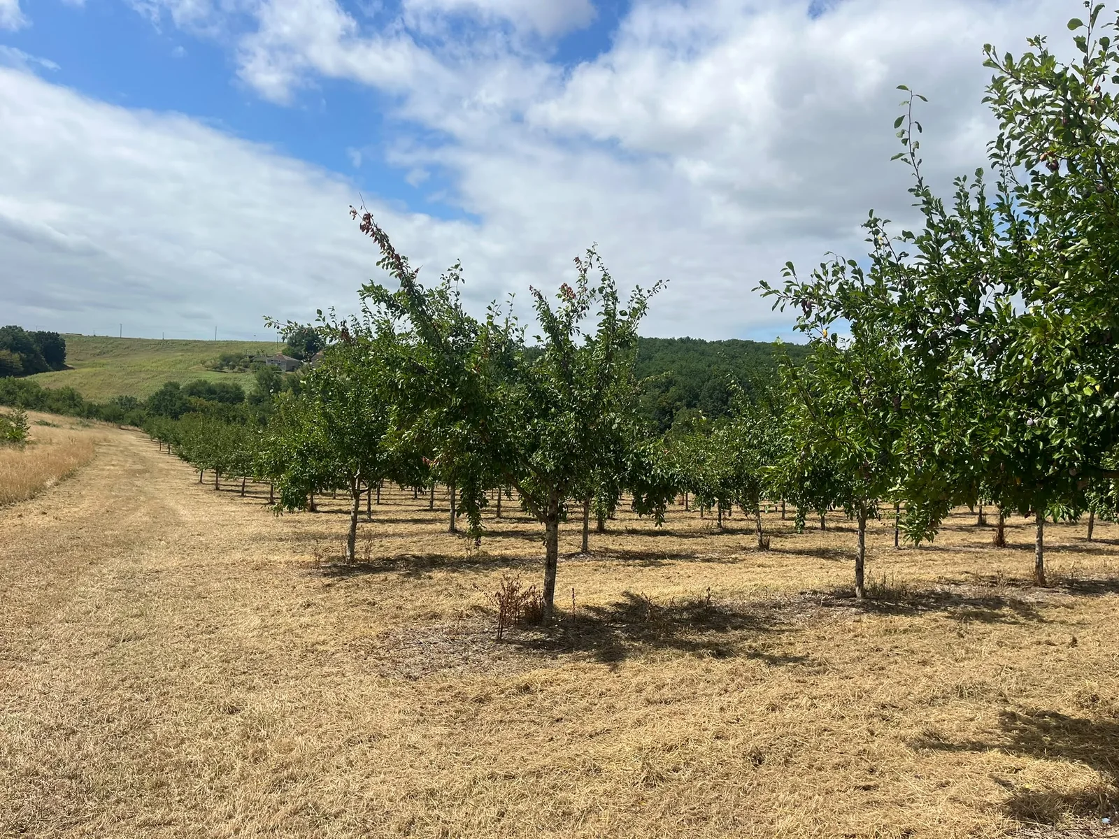 Rows of trees in the Casseneuil orchard for Agen prune production.