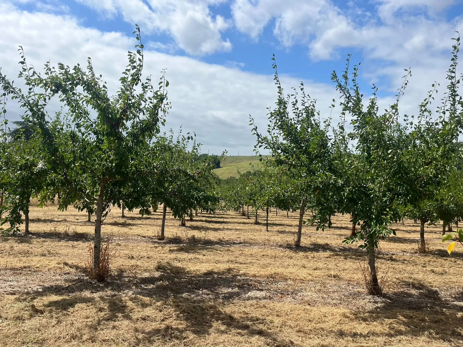 Wide view of the orchard for Agen prune production.