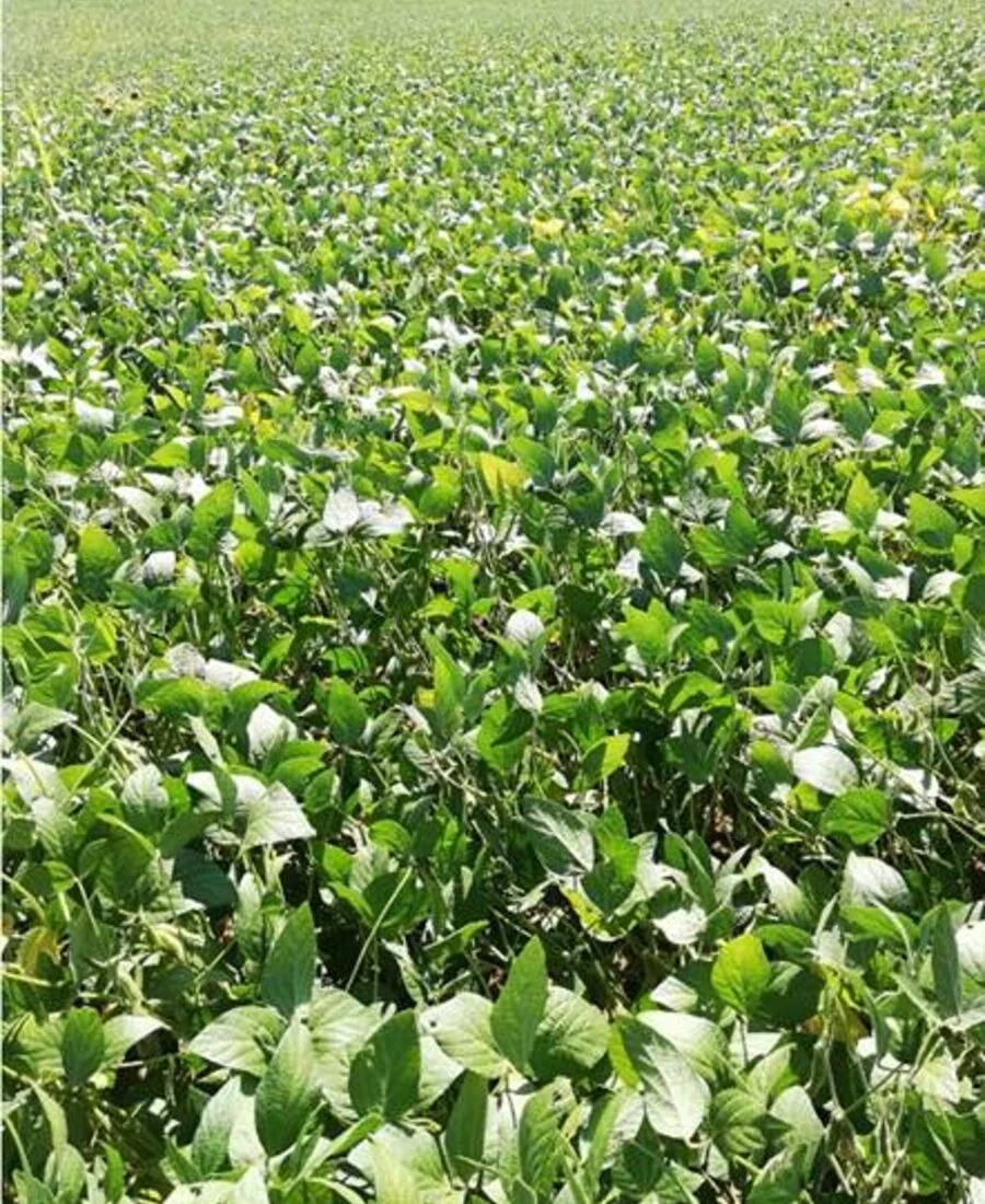 Close view across a dense soybean field.