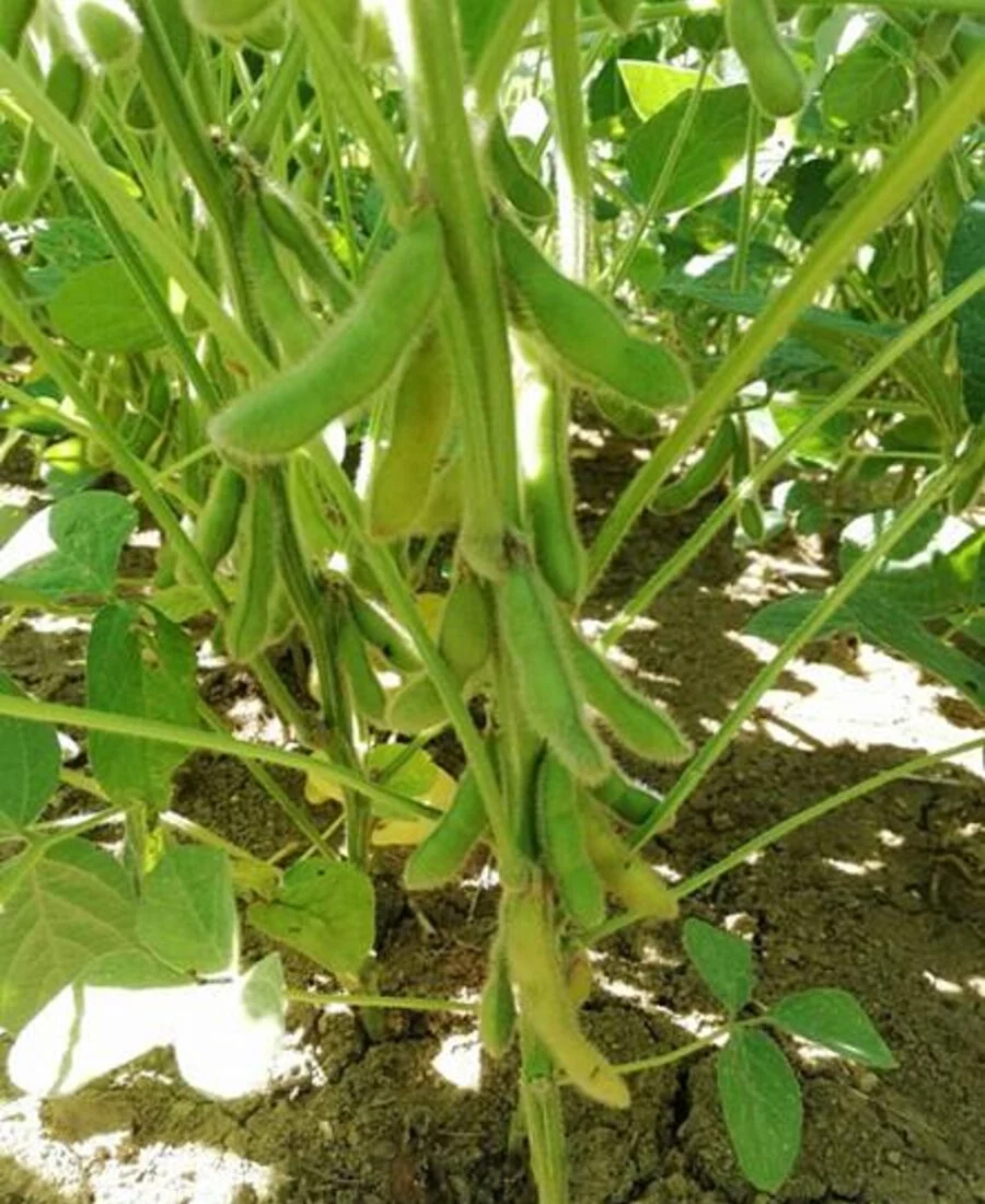 Soybean pods visible on the plants.