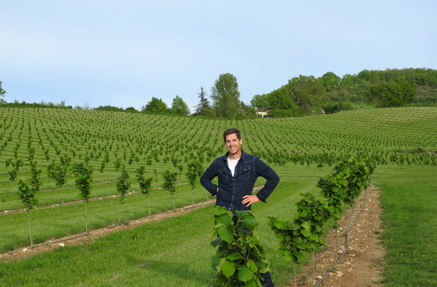 Soybean field in the hills of Lot-et-Garonne.