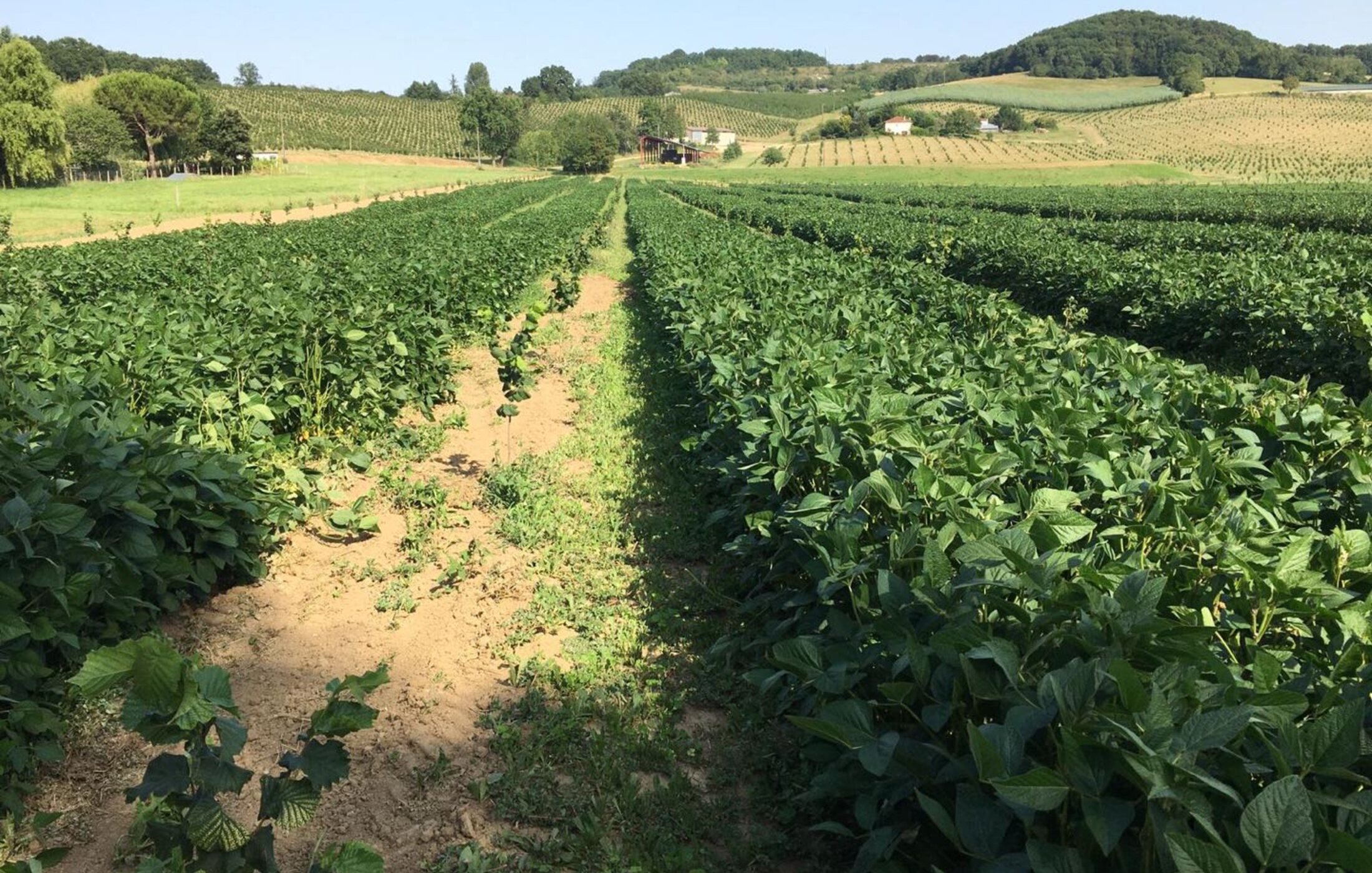 Rows of soybean plants in a J&M Natural Food field.