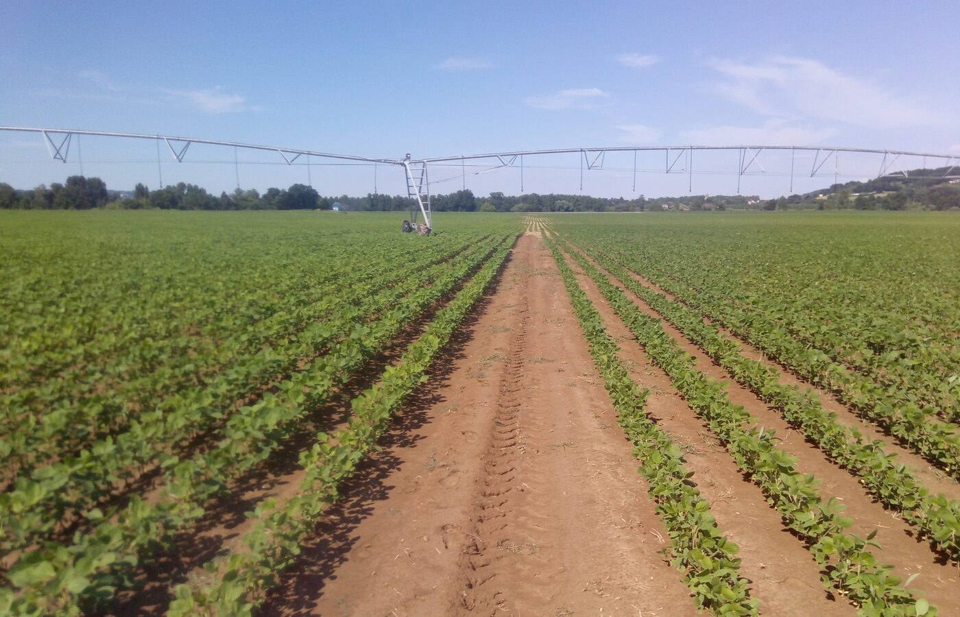 Soybean field with irrigation equipment.