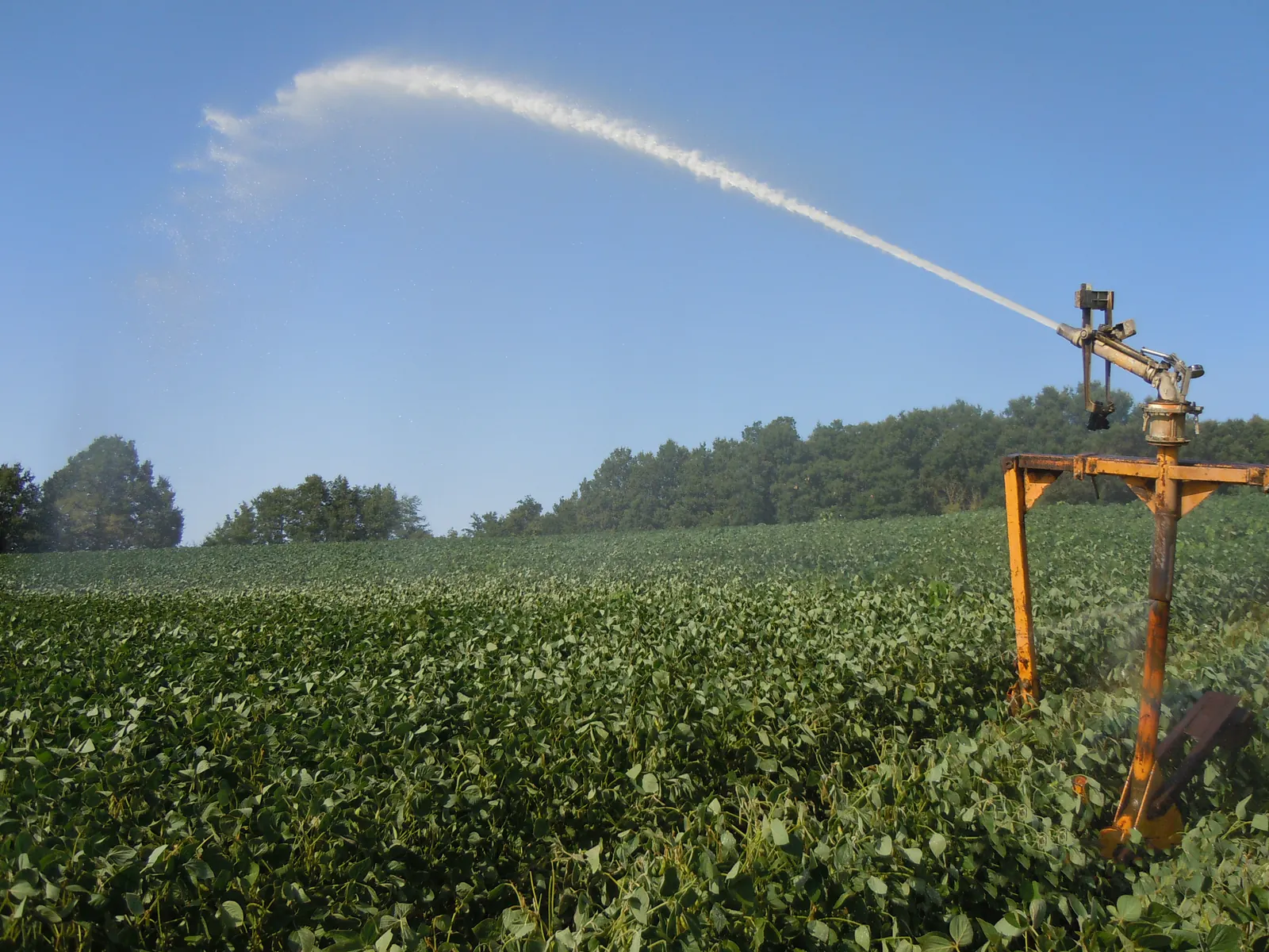 An irrigation gun on a stand throwing a long jet of water over a soybean field under a blue sky.
