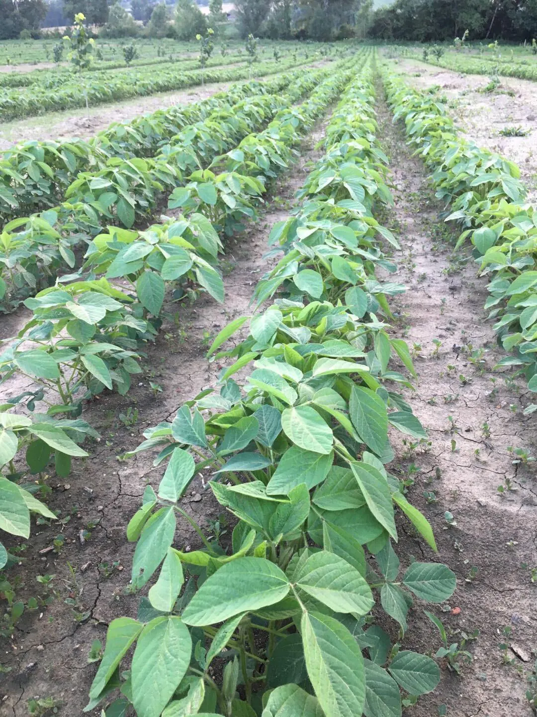 Rows of young soybean plants on dry soil, seen at leaf level, rows of trees in the background.