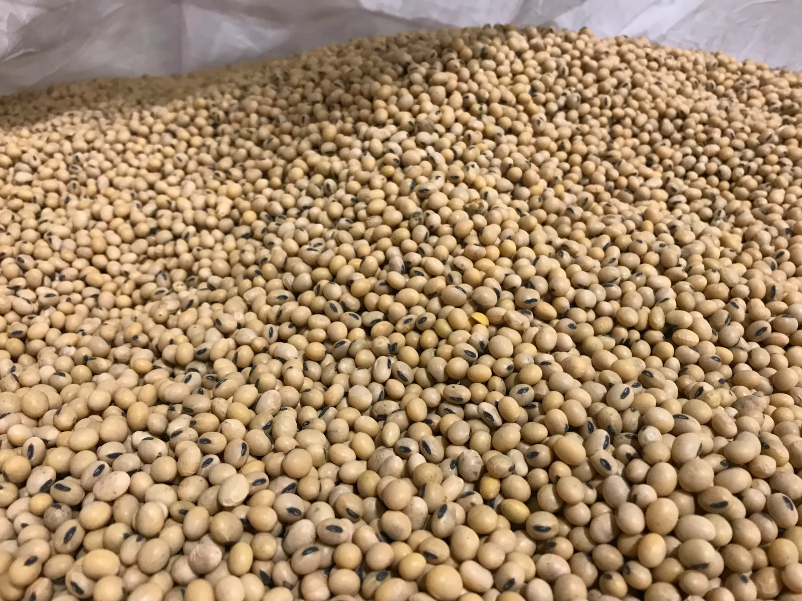 Pale soybeans with black hila heaped in a white big bag, seen close up.