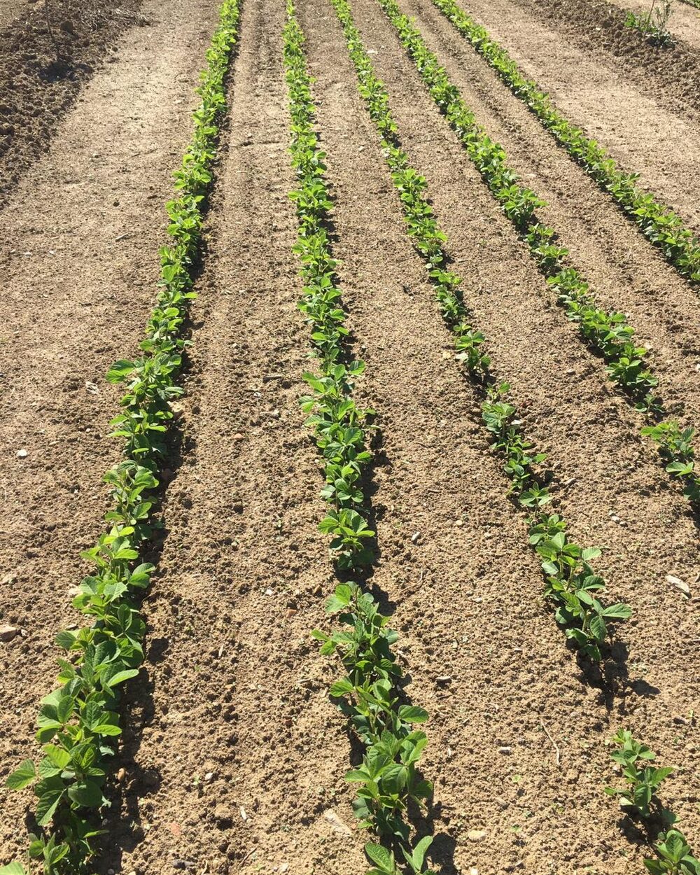 Young soybean rows after seeding.